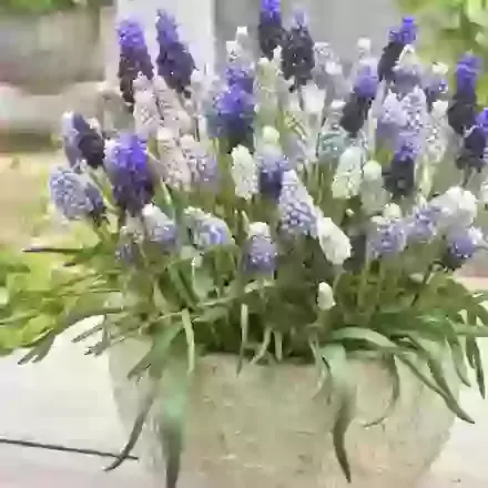 Indoor Collection